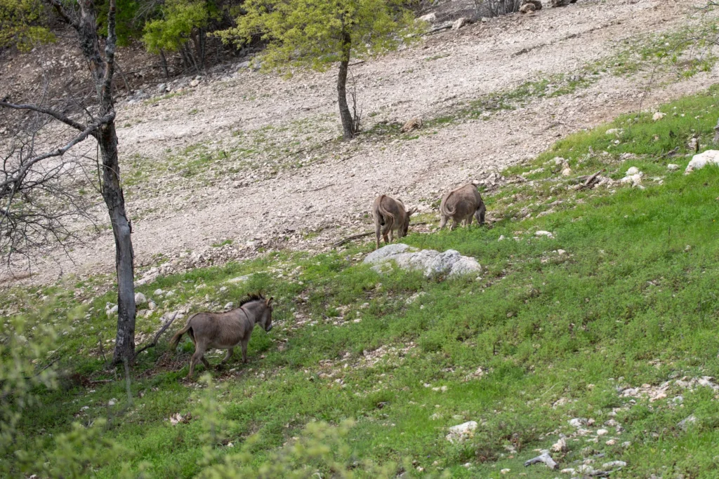A small, peaceful stone cottage at Love of the View surrounded by a field of yellow wildflowers, perfect for a long stay to recover from quiet exhaustion.